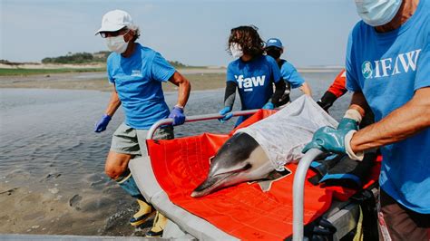 As Cape Cod sees the most dolphin strandings, a new rescue center opens in Orleans